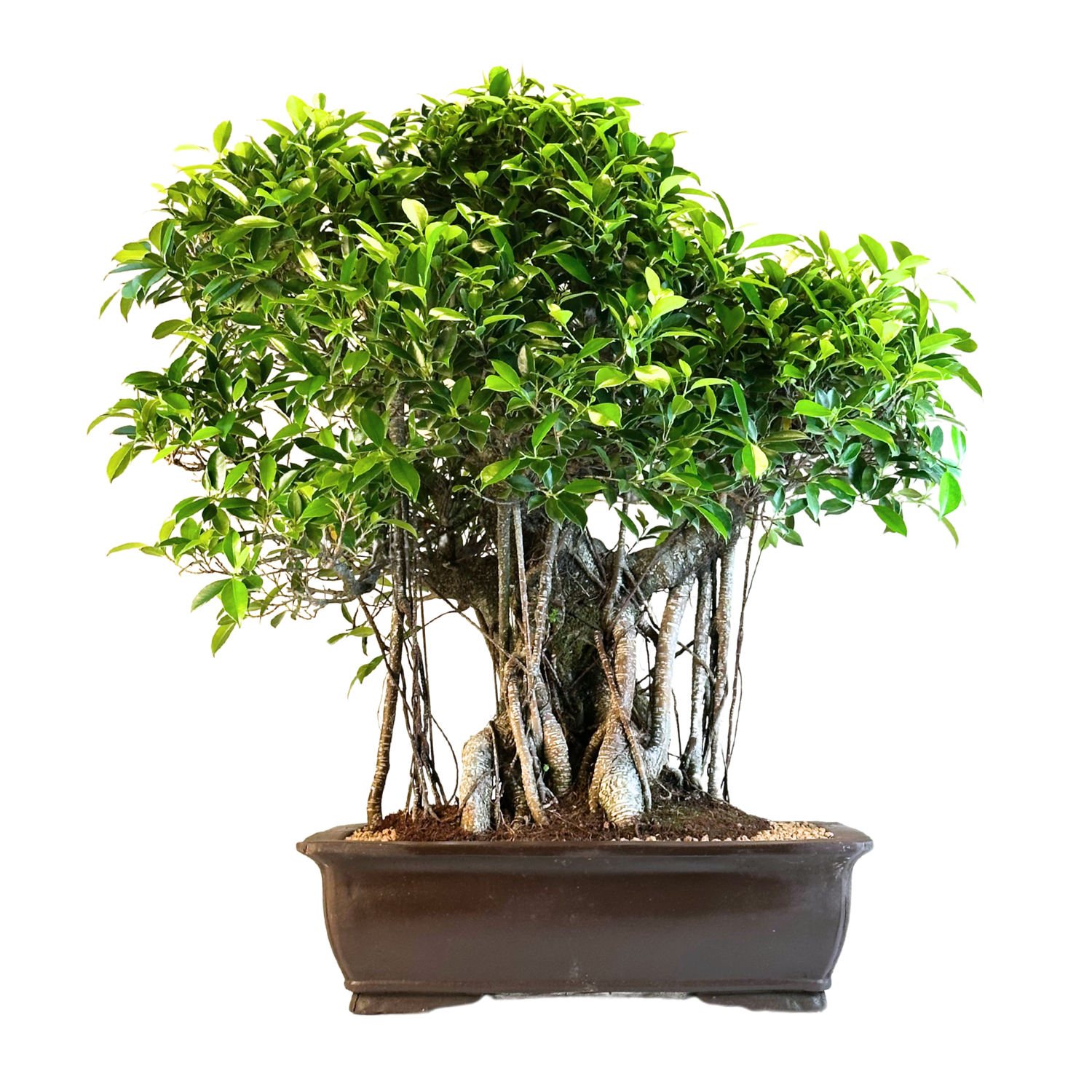 Ficus Microcarpa kambarinis Bonsai P50 L