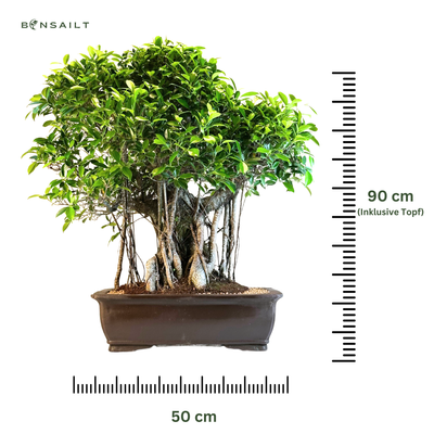 Ficus Microcarpa kambarinis Bonsai P50 L