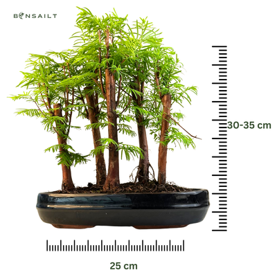 Metasequoia bonsai miškas  P25