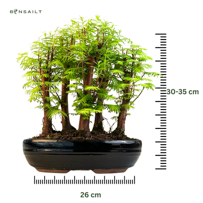 Metasequoia bonsai miškas  P26