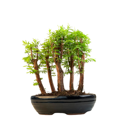 Metasequoia bonsai miškas  P23