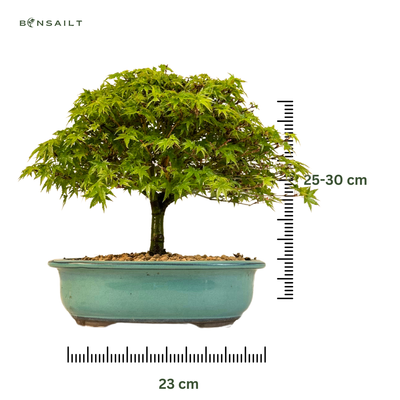 Klevas Kiyohime Bonsai ( Acer palmatum &#39;Kiyohime&#39; )