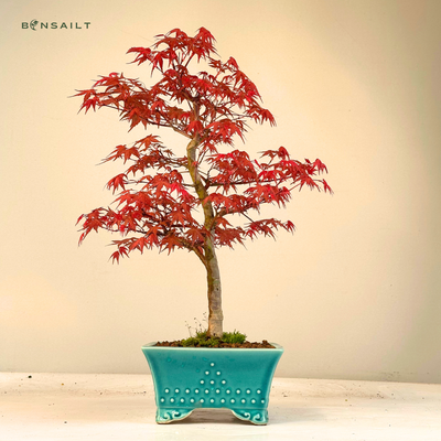 Japoniškas Acer Deshojo Bonsas (Japoniškas klevukas)
