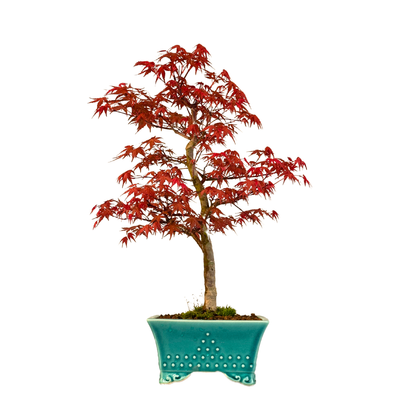 Japoniškas Acer Deshojo Bonsas (Japoniškas klevukas)