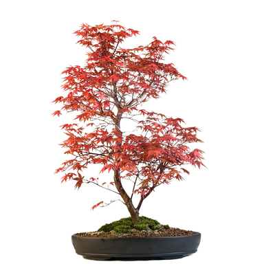 Japoniškas Acer Deshojo Bonsas (Japoniškas klevukas) P35