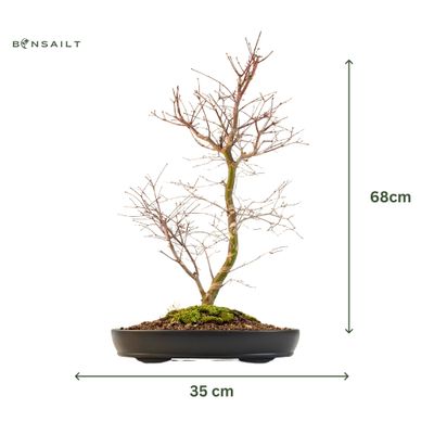 Japoniškas Acer Deshojo Bonsas (Japoniškas klevukas) P35