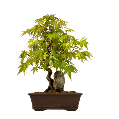 Bonsai Klevas ant uolos (Acer palmatum) P17