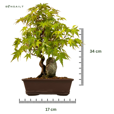 Bonsai Klevas ant uolos (Acer palmatum) P17