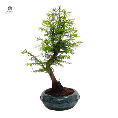 Metasequoia bonsai P18