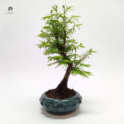 Metasequoia bonsai P18