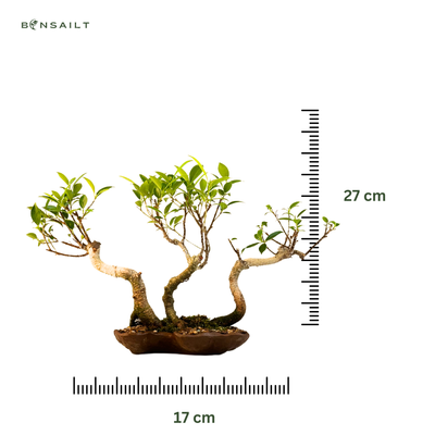 Ficus Bonsai S formos P17 3x mikškelis