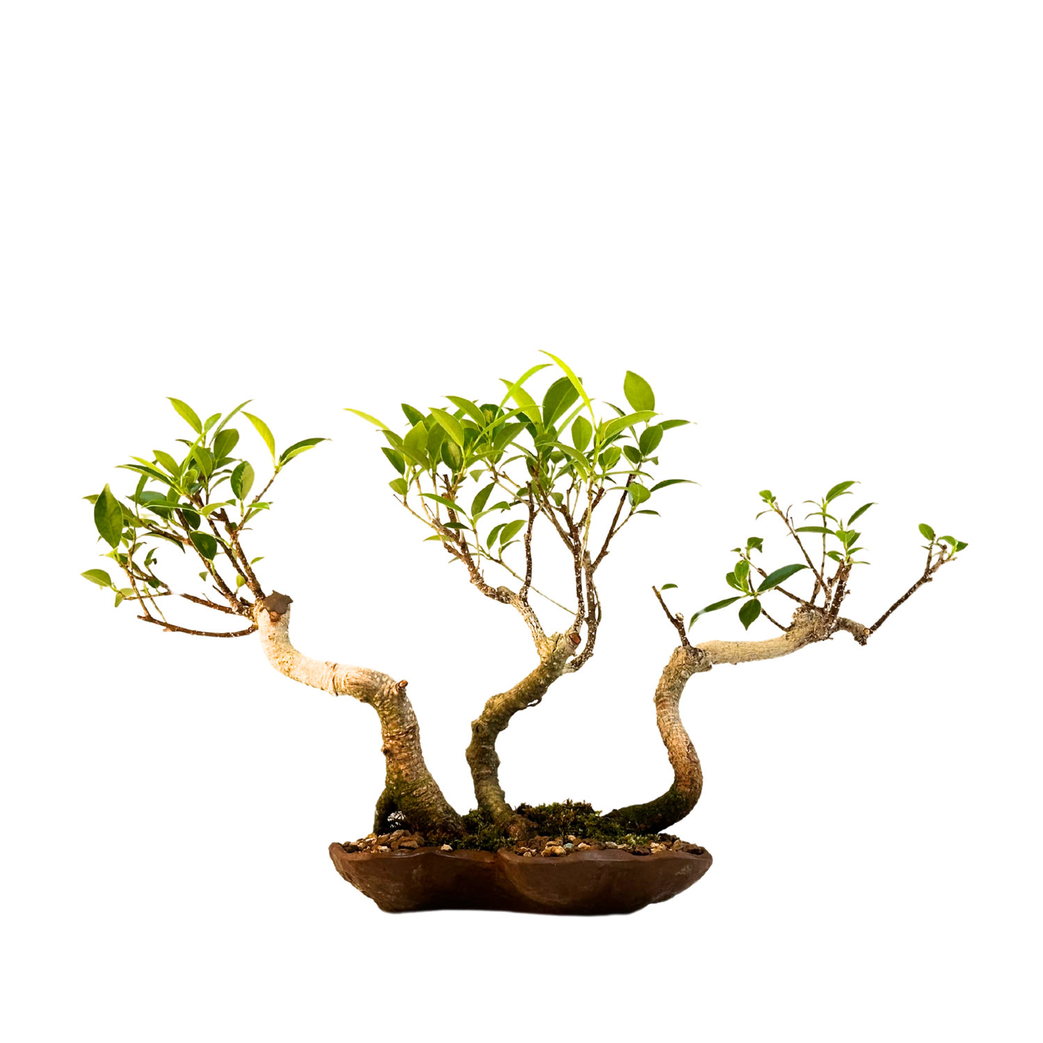 Ficus Bonsai S formos P17 3x mikškelis