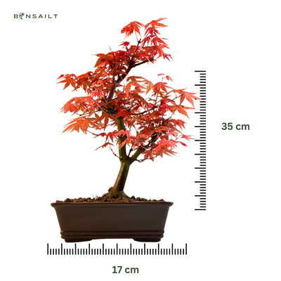 Japoniškas Acer Deshojo Bonsas (Japoniškas klevukas) P17