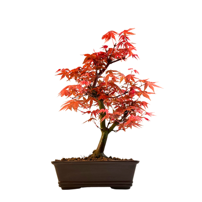 Japoniškas Acer Deshojo Bonsas (Japoniškas klevukas) P17