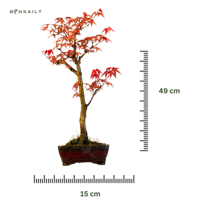 Japoniškas Acer Deshojo Bonsas (Japoniškas klevukas) neskiepytas