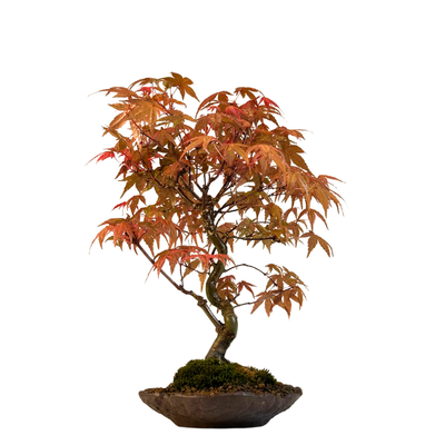 Japoniškas Acer Deshojo &quot;ant lapo&quot; P16