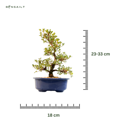Žydintis Satsuki azalijos bonsai iš Japonijos P18