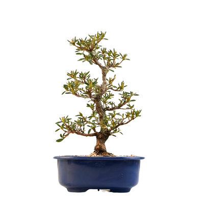 Žydintis Satsuki azalijos bonsai iš Japonijos P18