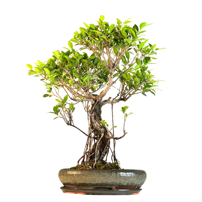 Ficus Bonsai P40 (1)