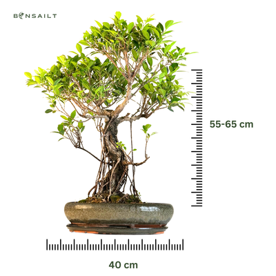 Ficus Bonsai P40 (1)