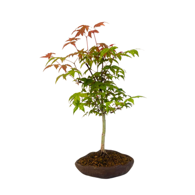 Japoniškas Acer Deshojo Bonsas P12 (Japoniškas klevukas) neskiepytas