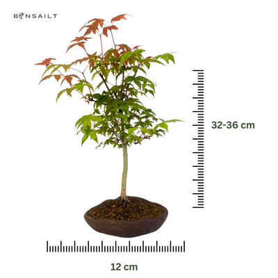 Japoniškas Acer Deshojo Bonsas P12 (Japoniškas klevukas) neskiepytas