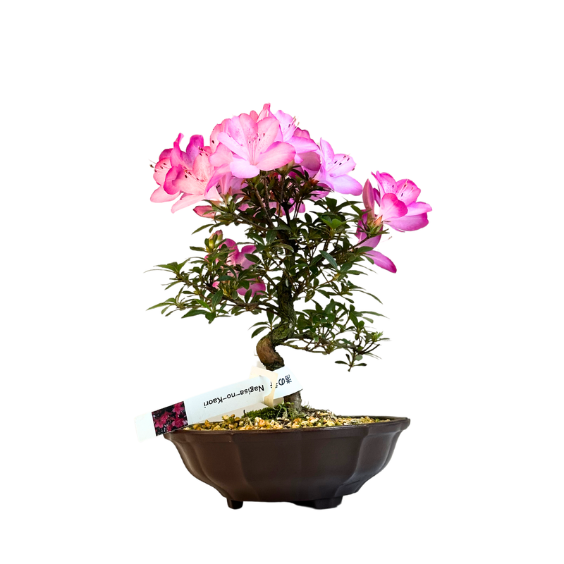 Žydintis Satsuki azalijos bonsai iš Japonijos P17 Nagisa-no-Kaori