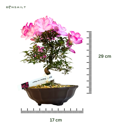 Žydintis Satsuki azalijos bonsai iš Japonijos P17 Nagisa-no-Kaori