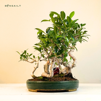 Ficus Bonsai S formos P40  7x mikškas
