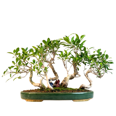 Ficus Bonsai S formos P40  7x mikškas