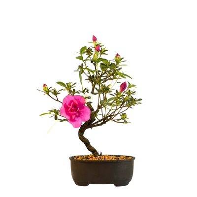 Žydinti Satsuki azalija iš Japonijos P13 Bonsai &quot;Murasakibojo&quot;