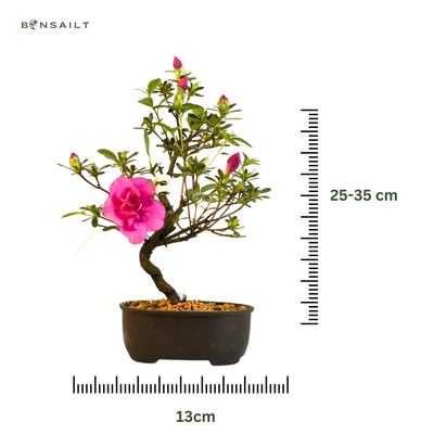 Žydinti Satsuki azalija iš Japonijos P13 Bonsai &quot;Murasakibojo&quot;