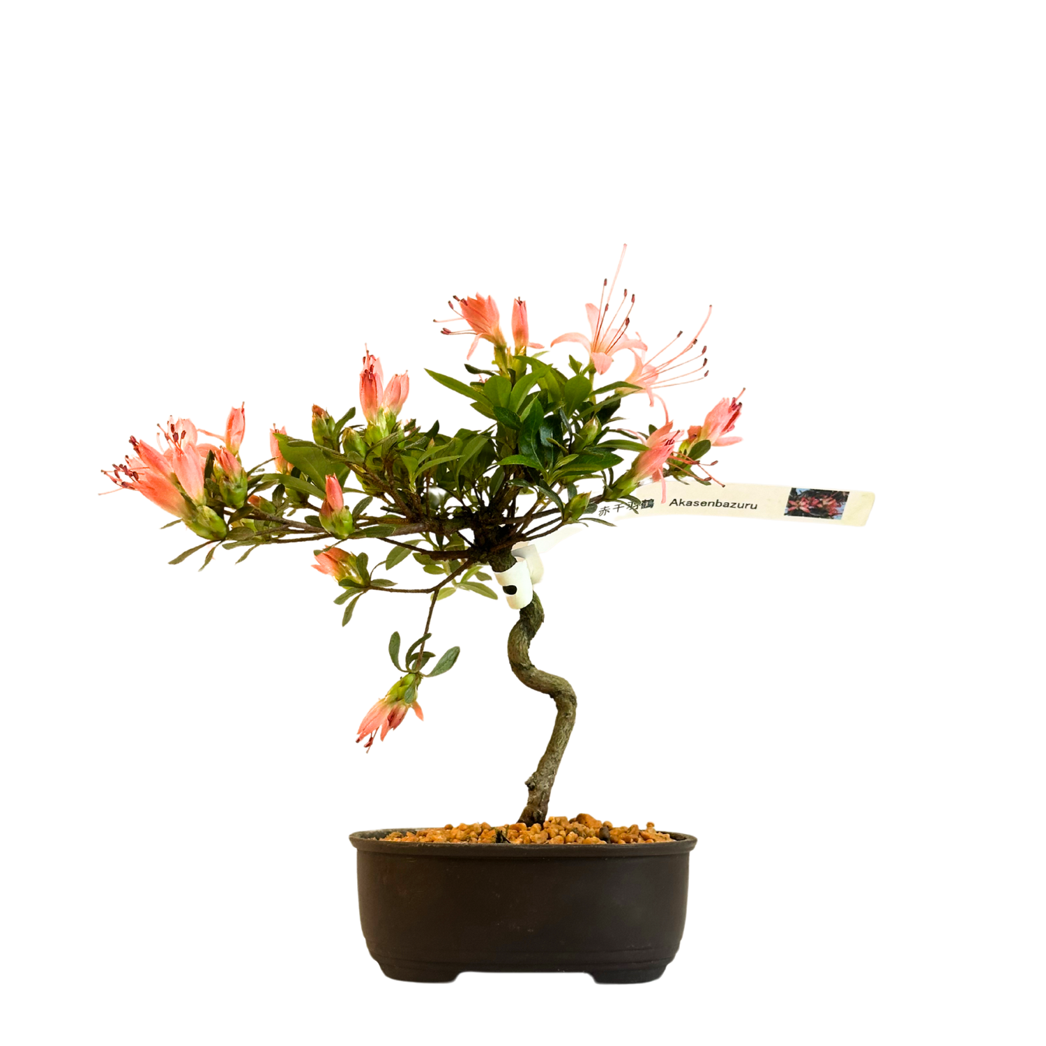 Žydinti Satsuki azalija  iš Japonijos P13 Bonsai &quot;Akasenbazuru&quot;