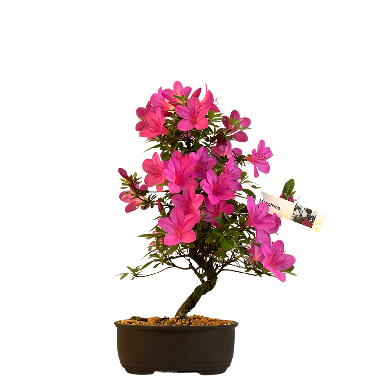 Žydinti Satsuki azalija iš Japonijos P13 Bonsai &quot;Magohime&quot;