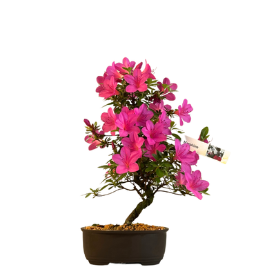 Žydinti Satsuki azalija iš Japonijos P13 Bonsai &quot;Magohime&quot;