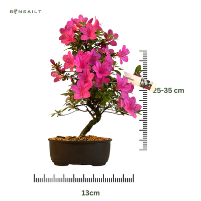 Žydinti Satsuki azalija iš Japonijos P13 Bonsai &quot;Magohime&quot;