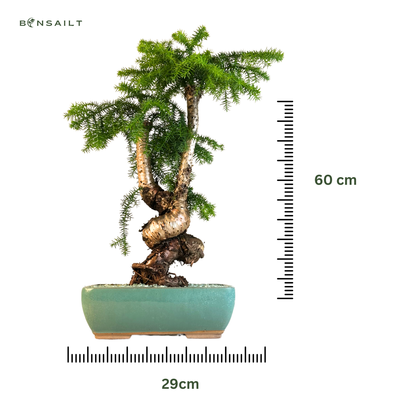 Araucaria Cunninghamii P29