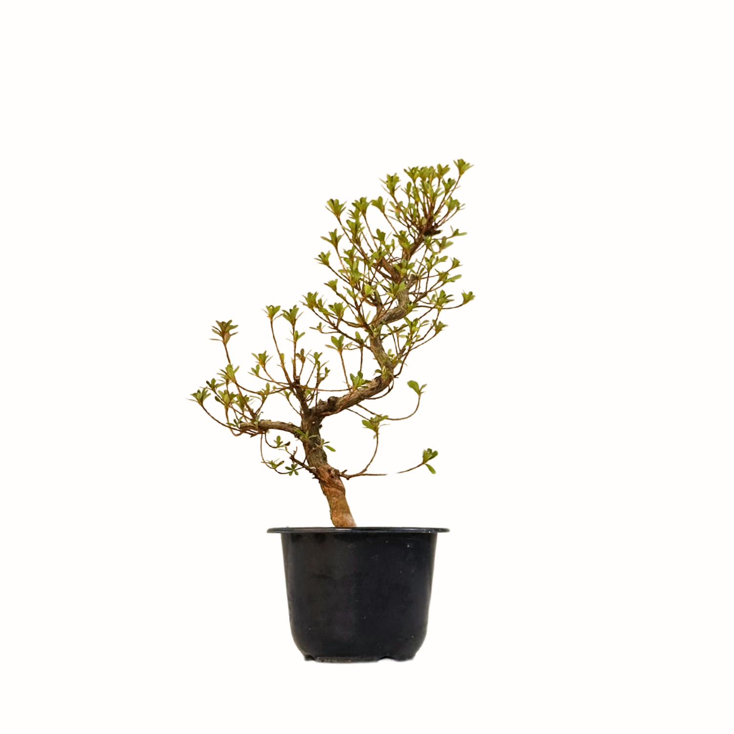Žydintis Satsuki azalijos bonsai iš Japonijos P12