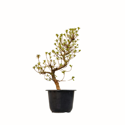 Žydintis Satsuki azalijos bonsai iš Japonijos P12
