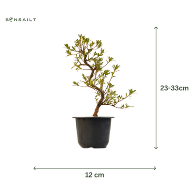 Žydintis Satsuki azalijos bonsai iš Japonijos P12