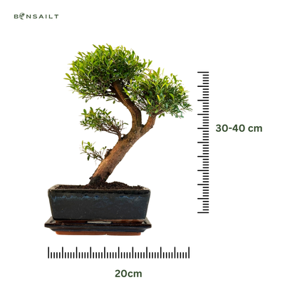 Syzygium Bonsai P20 Limited
