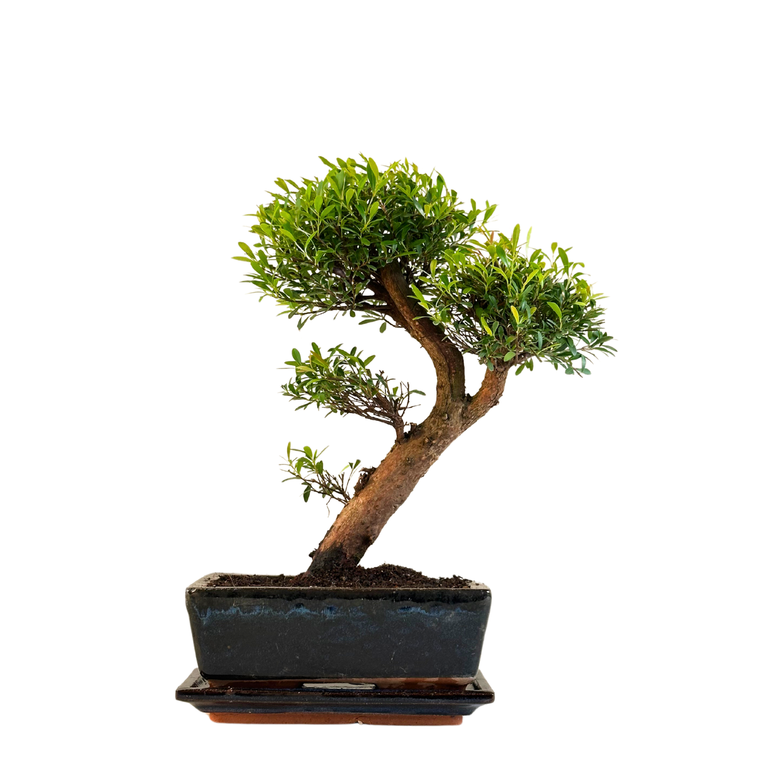 Syzygium Bonsai P20 Limited