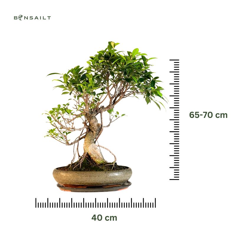 Ficus Bonsai P40