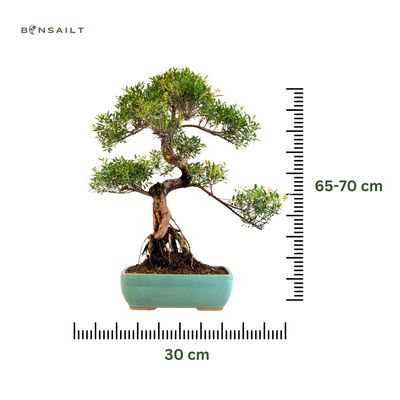 Syzygium Bonsai P30 SIZ01