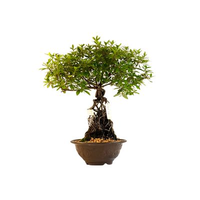 Neagari (Atidengtomis šaknimis)  Satsuki Azalija ,,Aika&quot; P18 AZ02