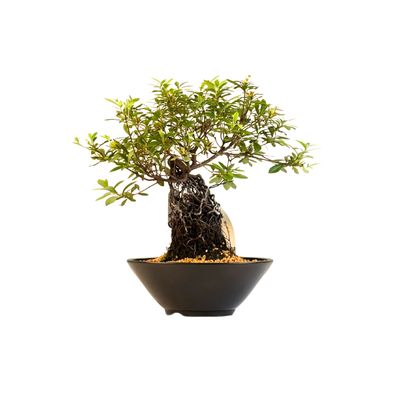 Neagari (Atidengtomis šaknimis)  Satsuki Azalija ,,Miyakobotan&quot; P25 AZ04