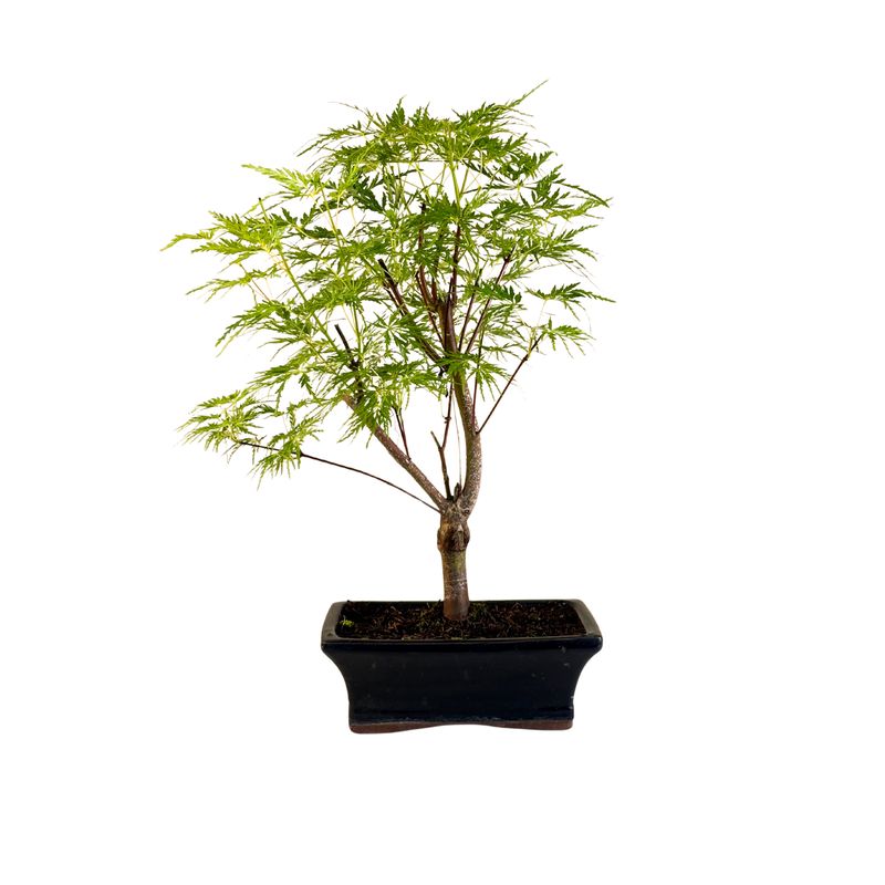 Acer Palmatum Sango - Kaku bonsai P20 KL03