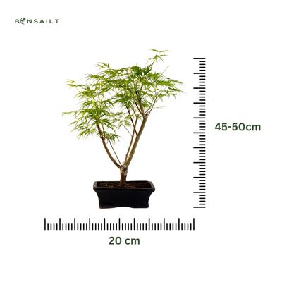 Acer Dissectum Bonsai klevukas P20