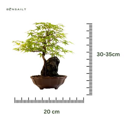 Bonsai Klevas ant uolos (Acer palmatum) P20 Klevas uola I