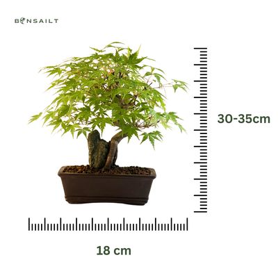 Bonsai Klevas ant uolos (Acer palmatum) P18 Klevas uola 4